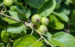 Яблоня Сладкая нега: описание, фото, отзывы