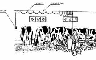 Особенности эксплуатации доильного аппарата для коров «Доярушка»