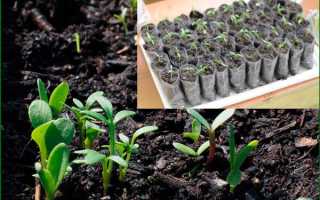 Спитой чай, как удобрение для огорода. Применение спитого чая на даче