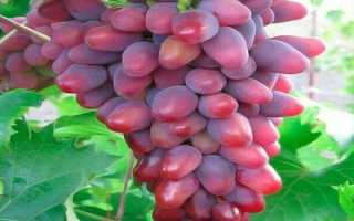 Виноград сорта Арочный: декоративное растение с красивыми и ароматными ягодами