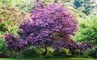 Церцис канадский — описание, основы выращивания и ухода