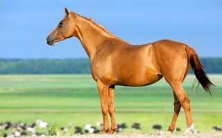 Лошадь рыжей масти: описание, генетика