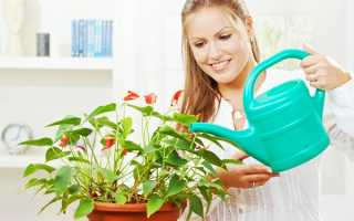 Эффектный антуриум: его значение и содержание. Какого ухода требует, что делать, когда он отцвел?