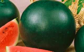 Сахарный арбуз Огонек: особенности сорта и основы его культивирования