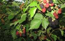 Ежевика садовая сорта для подмосковья. Описание лучших сортов ежевики для Подмосковья, посадка, выращивание и уход