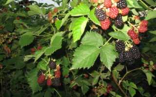 Ежевика садовая сорта для подмосковья. Описание лучших сортов ежевики для Подмосковья, посадка, выращивание и уход