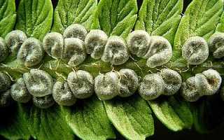 Папоротник мужской