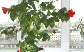 Семена каркаде как вырастить