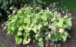 Цветок лунный — прекрасное очарование ночи