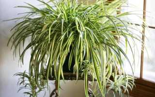 9 полезных свойств хлорофитума хохлатого и уход за растением