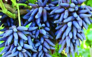 Описание и характеристики сорта винограда Ведьмины пальцы, история и правила выращивания