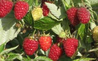 Малиновое дерево Таруса: отзывы, описание, фото, посадка и уход. Штамбовая малина Таруса