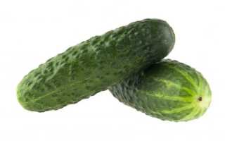 Огурец «Ухажер f1»: неприхотливый и очень вкусный