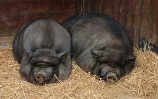 Содержание вьетнамских поросят зимой и летом — сезонные особенности