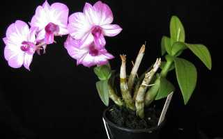 Дендрофаленопсис (фаленопсис дендробиум) — уход за комнатным растением в домашних условиях ?