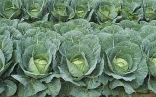 Семена капусты «Колобок F1» — отзывы 	 Отрицательные. Нейтральные. Положительные. + Оставить отзыв Отрицательные отзывы Termit13y https://otzovik.com/review_5927115.html Достоинства: Хранение Недостат