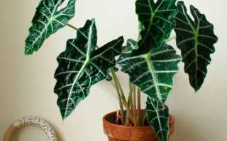 Описание и характеристики клематиса тайга, группа обрезки, посадка и уход