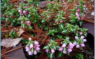 Яснотка пурпуровая (пурпурная): описание, лекарственные свойства, фото