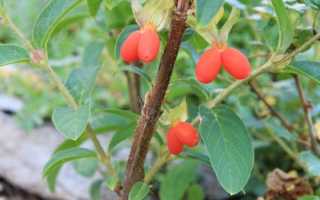 Жимолость татарская: отличный выбор для украшения садового участка