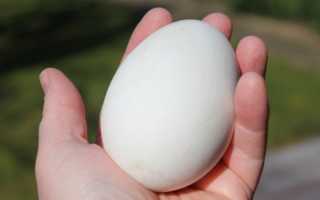 Польза и вред гусиных яиц