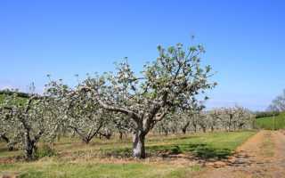 Яблоневый сад (35 фото): планирование, подготовка грунта, посадка, уход и сбор урожая