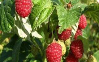 Малина Исполин или Гордость России: описание сорта, посадка и уход