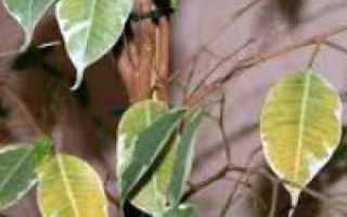 У фикуса опали все листья можно ли его спасти? Почему фикусы сбрасывают листья