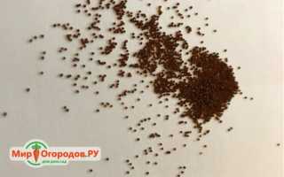 Петуния ампельная: что такое стелющаяся петуния?