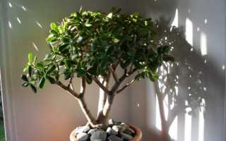 Особенности пересадки денежного дерева в домашних условиях