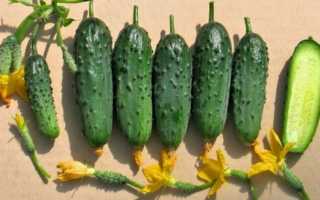 Огурец «Берендей f1»: описание и особенности выращивания