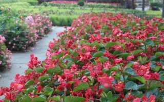 О посадке и уходе в открытом грунте за бегонией вечноцветущей, черенкование