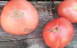 Крупноплодный сорт с устойчивостью к холодам — томат Тяжеловес Сибири: описание помидоров
