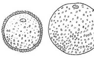Развитие эмбриона птицы. Биологический контроль в инкубации