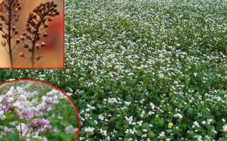 Сидерат гречиха: как применять и как сеять в открытом грунте