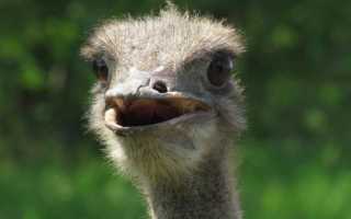 Страусы (EN: Ostriches) Птицы страус обои, картинки, скачать 20 обои на рабочий стол. Красивые бесплатные фото животных для рабочего стола