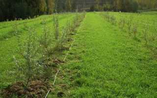 Размножение облепихи семенами: заготовка, уход за посевами