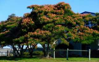 Разные виды и сорта акации с фото и описанием