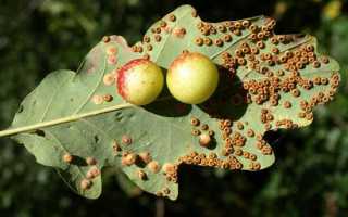Галлы на растениях. Что это и что с ними делать?