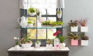 Мини-сад на подоконнике. 7 маленьких хитростей