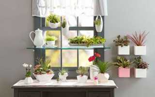 Мини-сад на подоконнике. 7 маленьких хитростей