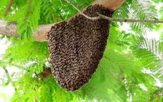 Сообщение о пчелах по биологии для 2-7 класса