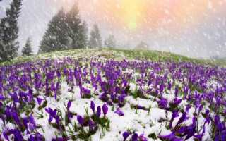 USDA-зоны морозостойкости растений в России: как не наткнуться на неженку