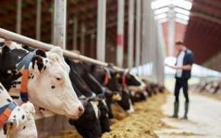 Живая, убойная масса и химический состав отдельных отрубов туши