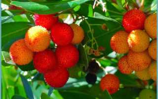 Арбутус или земляничное дерево: уход размножение +фото