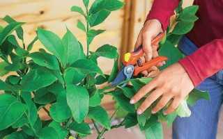 Как правильно обрезать лимон в домашних условиях