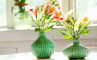 Альстромерия — фото, описание видов и сортов цветка. Особенности размножения семенами