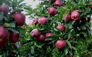 Яблоня Ред Чиф: особенности сорта и ухода