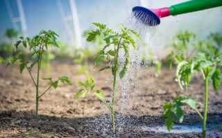 Характеристика и описание сорта помидоров Сибирская тройка