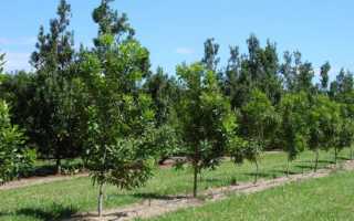 Орех макадамия: полезные свойства, применение, вред и особенности австралийского ореха (125 фото + видео)