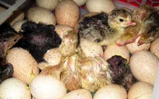 Выращивание индюков в домашних условиях для начинающих